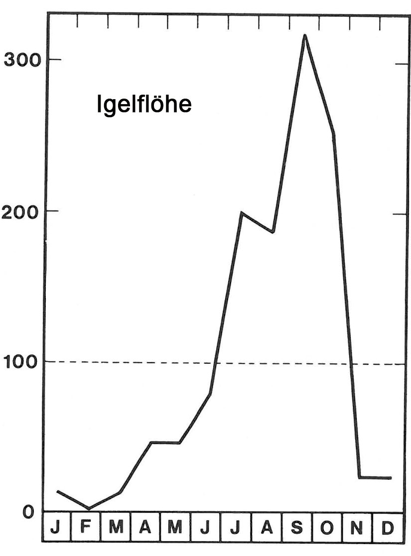 Igel Flöhe Katzen